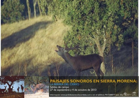 Berrea