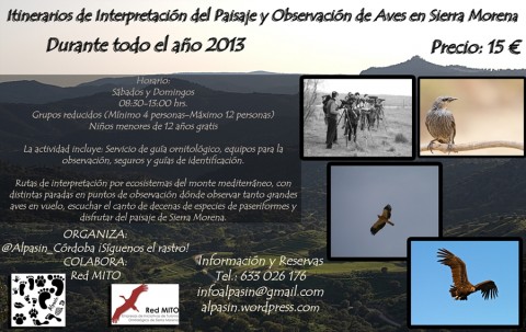 Birdwatching Sierra Morena_2013
