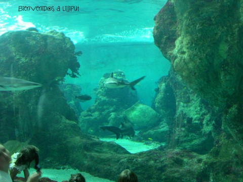 Oceanópolis