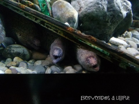 Acuario de Gijón