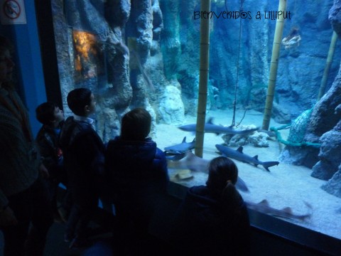 Acuario de Gijón