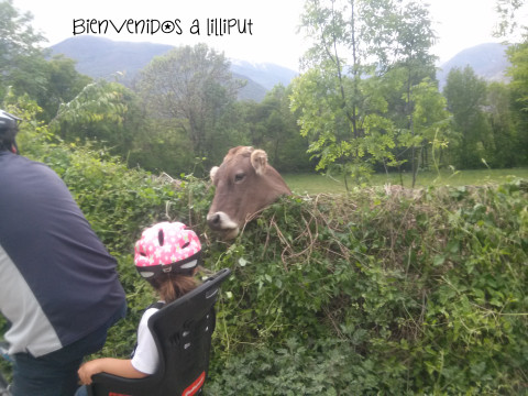 Saludando a la vaca en nuestra ruta en bici