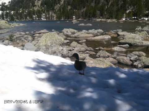 Pato en Lago Ratera