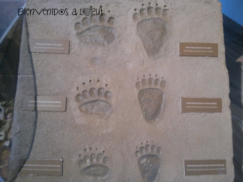 Huellas de Oso