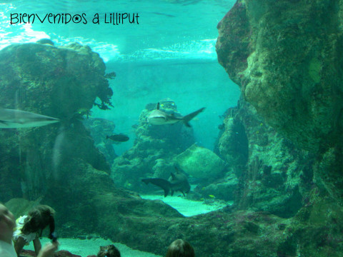 Tiburones, OCeanópolis BRest