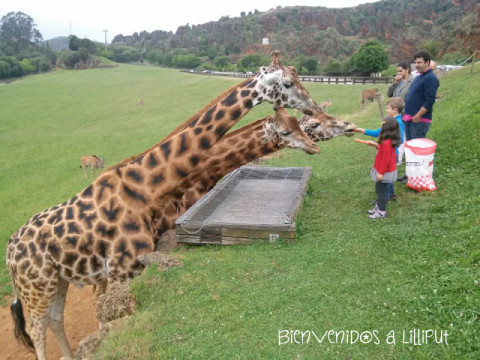 Jirafas en Cabárceno