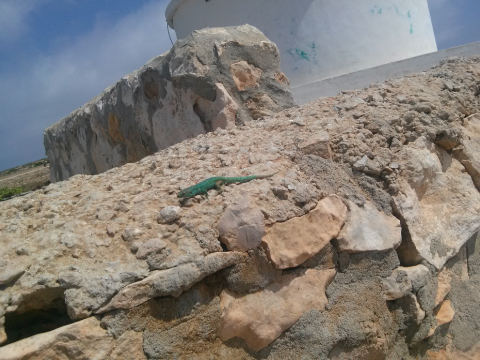 lagartijas Formentera