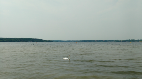 Cisne en Wannsee