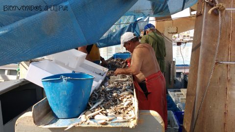 Pesca en Cambrils