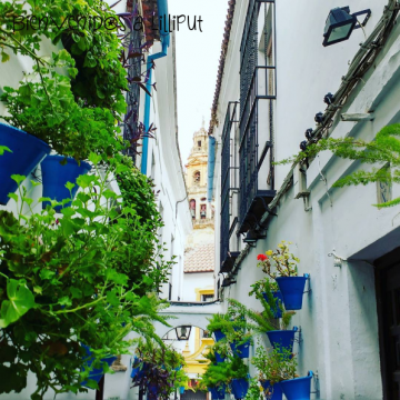 Calleja de las Flores
