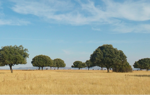 La Raña del Parque Nacional de Cabañeros
